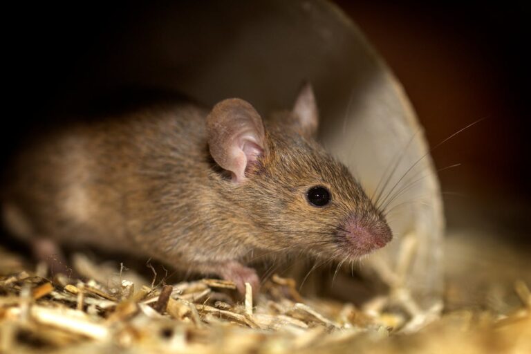 Mice Control in London Ontario, Is Your Home Safe? Our Experts Can Stop